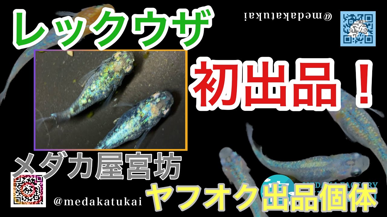 レックウザ！初出品！【メダカ屋宮坊ヤフオク出品個体】レックウザ、サイシュウヘイキ、ピンチューン、クロノス
