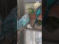 💚 Colorful Budgies Being Super Cute! #Shorts #birdlovers #shortsfeed