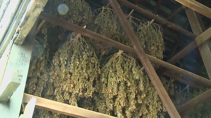 Hemp-derived THC market faces massive disruption with new law