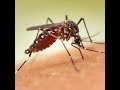 La invasi&oacute;n del mosquito tigre