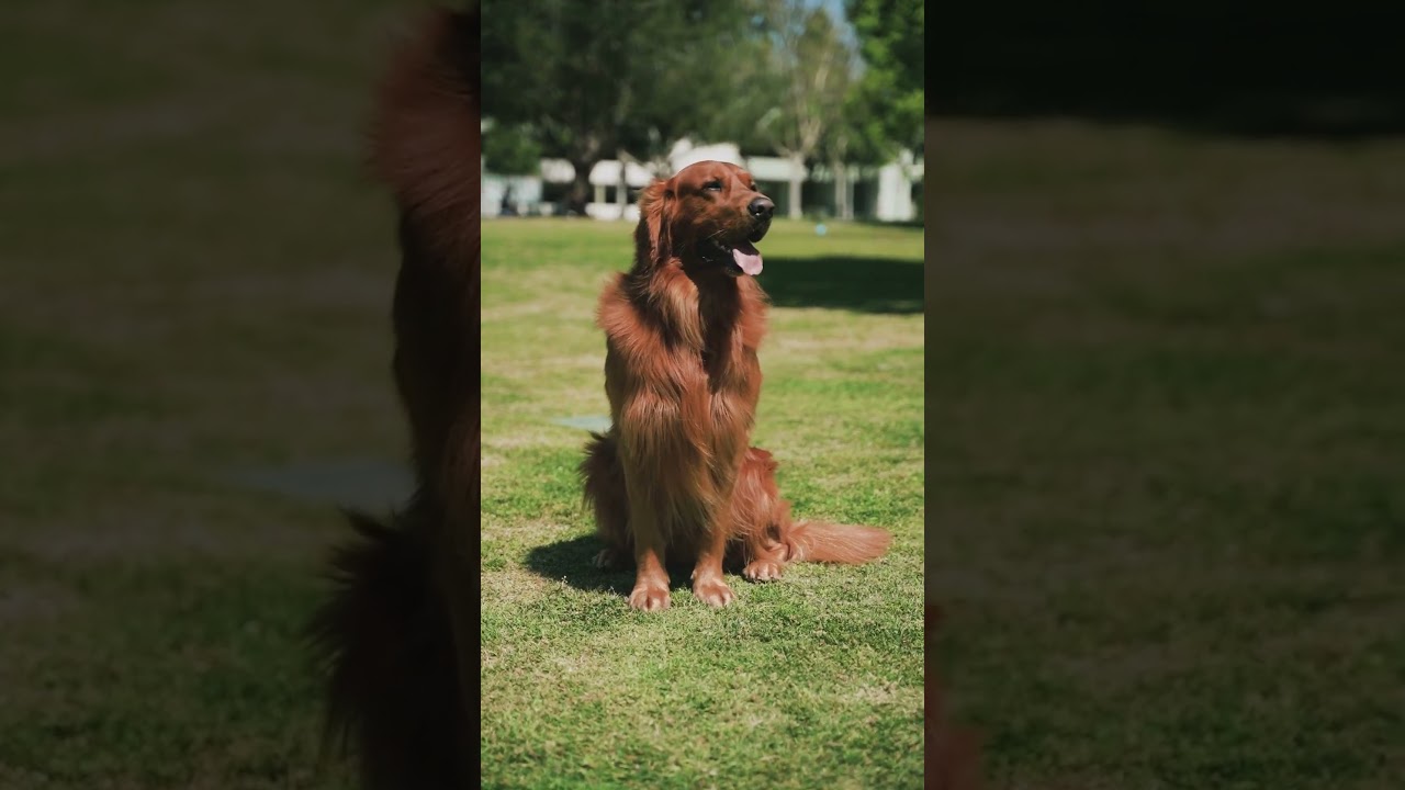 В отеле из "Один дома" новый сервис 