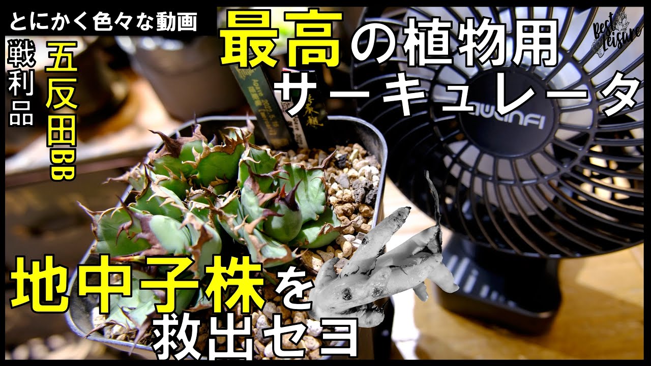 NEIGHBORHOOD SRL ネイバーフッド サーキュレーター 塊根植物 NEIGHBORHOOD×SRL NEW ARRIVAL 【 SRL . MINI GREENHOUSE 】 – STREAM