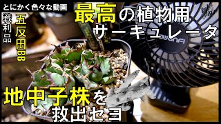 Recommended] The best solution for plant circulators / Gotanda BB