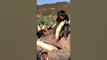 Thật Khủng khiếp khi người Trung Quốc thu hoạch củ cải trắng to cao bằng người ta