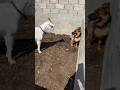 Goat Vs Dog Unexpected Face Off Animal Dog Shorts Funny 