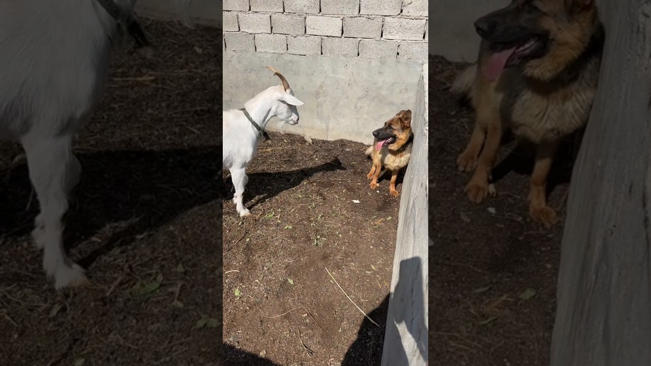 Goat vs Dog: Unexpected Face-Off! 🐐🐶😂 
