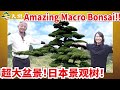 【MACRO BONSAI】Masterpieces of Buddhist pine