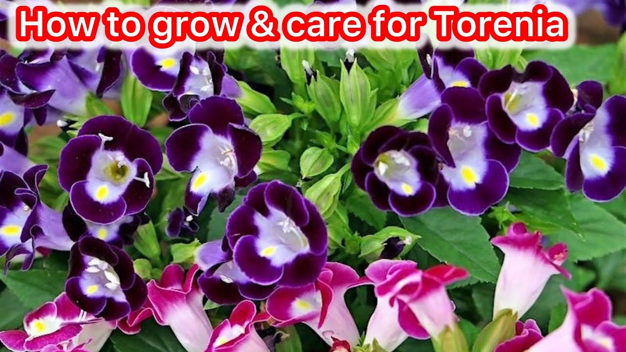 How To Take Care Torenia Plant