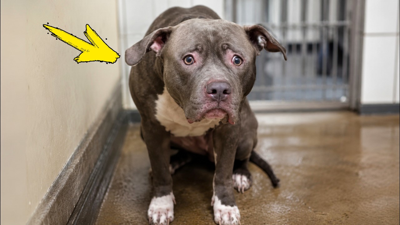 A look that conveys all the pain. The dog realized it was cruelly abandoned!