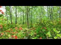八千穂高原6月 : 旅の音景色