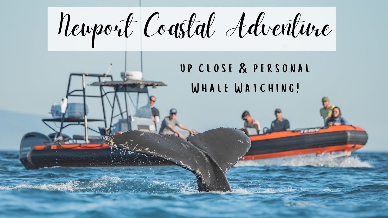 Newport Coastal Adventure Trailer | Ultimate Whale Watching Adventure in Newport Beach California