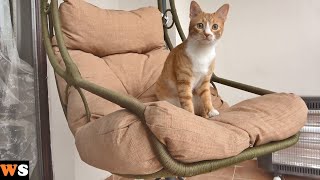 My Cat Wanted The Swing He Saw At Neighbor's House by walter santi 250,532 views 11 months ago 6 minutes, 59 seconds