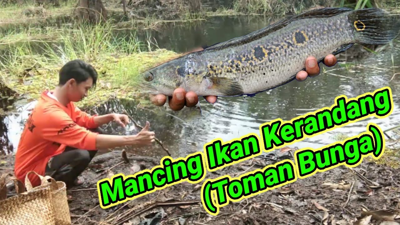 Mancing ikan Kerandang (Toman Bunga) umpan cacing 