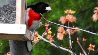 Identify birds of North America (East)