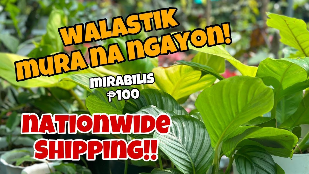 WALASTIK JACKPOT MURA NA NGAYON!