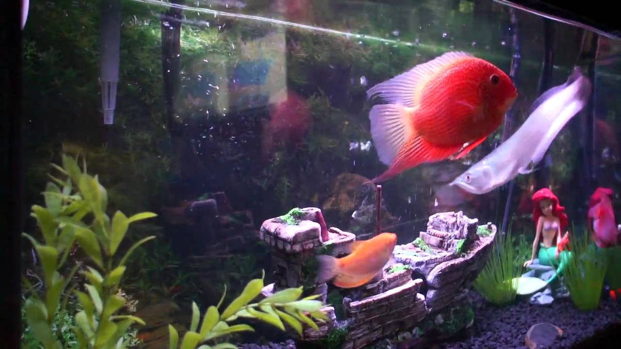 Arowana Feeding - YouTube