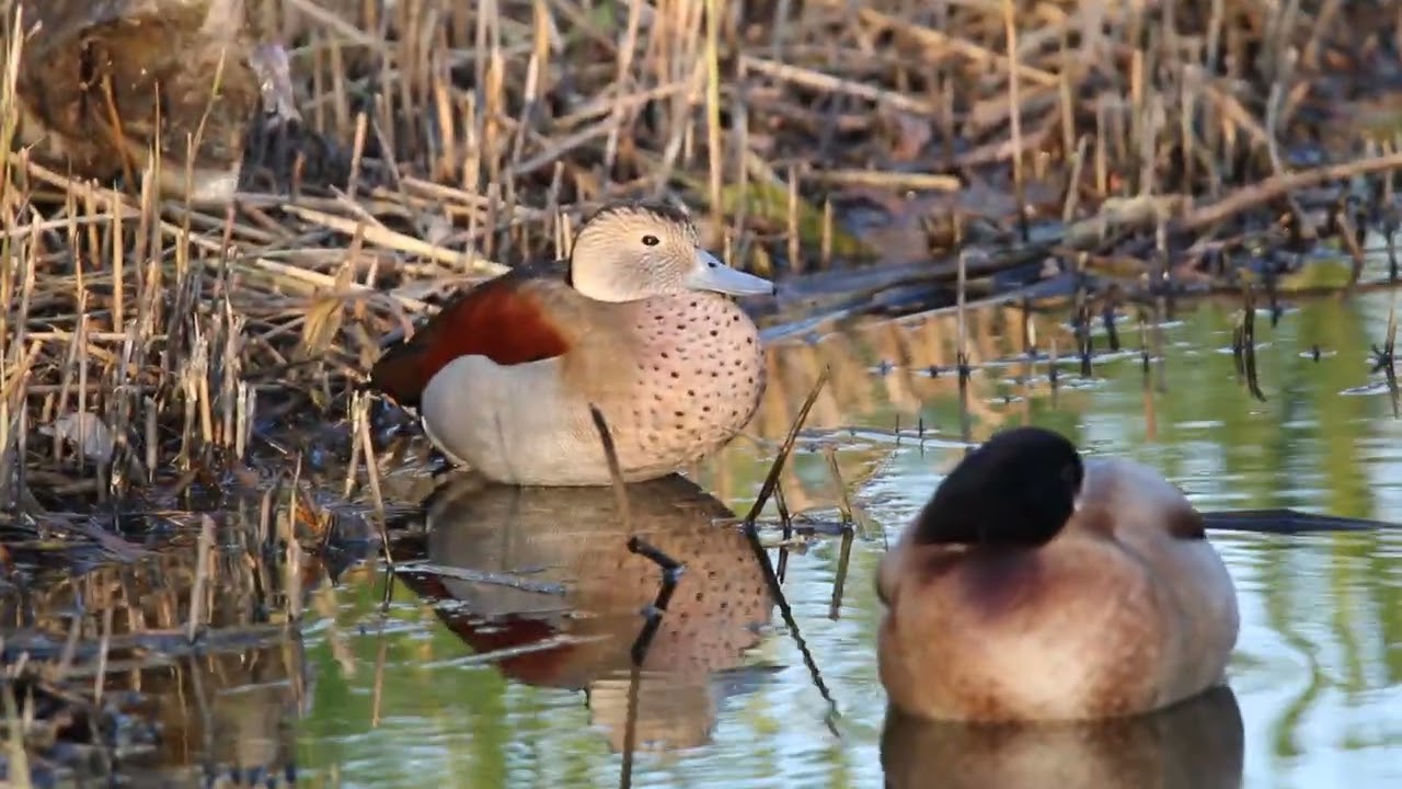 Male ringed teal at winkel 5-11-2024