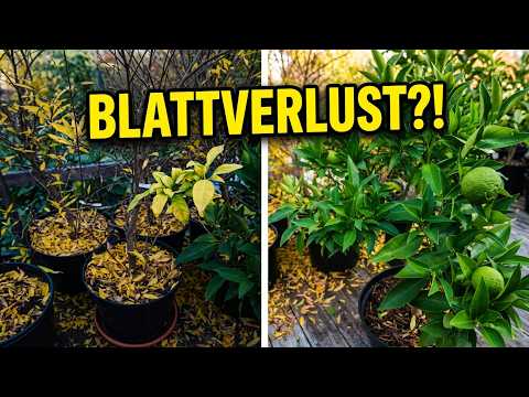 Zitronenbaum verliert Blätter im Herbst? Daran kann’s liegen!