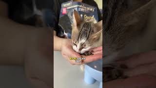 Banyak topping bikin anabul lahap #kucing #tomypawangkucing #crystalkitty