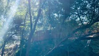 Dolloweem Agsm Monster Teaser Trailer