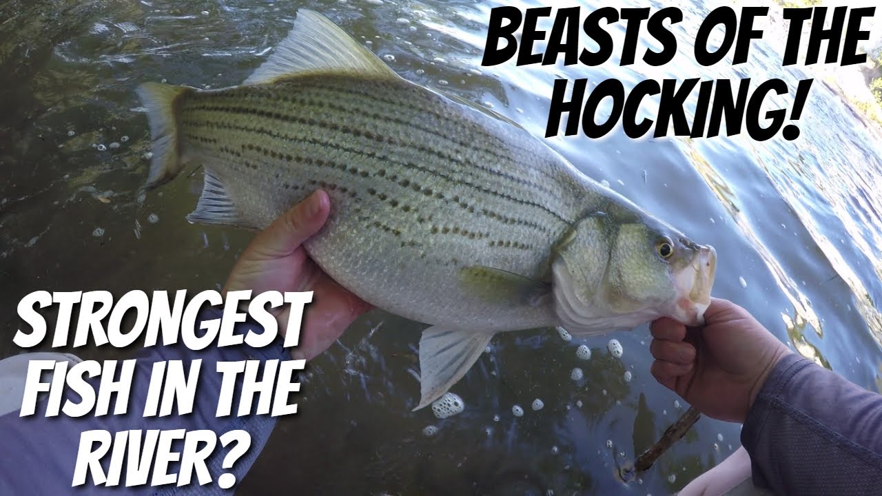 The Hocking River Hybrid Striped Bass Bite is ON!! A quick trip after