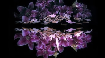 A Lot Like Birds "No Attention for Solved Puzzles"