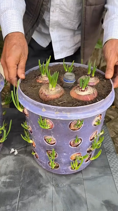 Red onion garden solution in a jar #agriculture #unique #gardening #plant cultivation