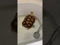 Nugget the Tortoise again! #nuggetthetortoise #petsoftiktok #sulcata #sulcatatortoise #bathtime