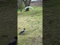 How you like that ? Crow have Fun Whith seagulls- april 26'/ 26 / Norway