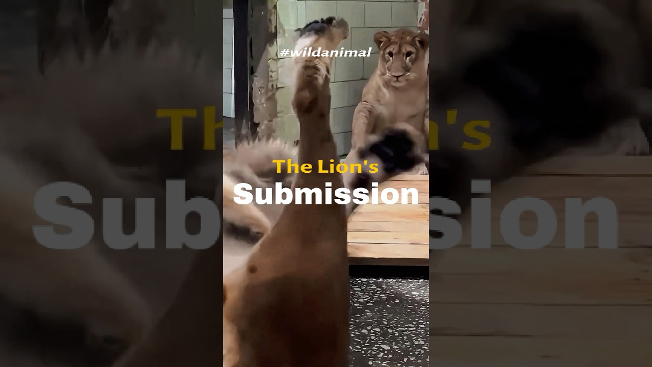 The lion’s submission #animals #animallife #wildlife #facts