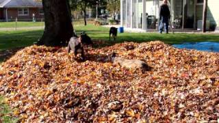 Greyhounds playing in leaves.
