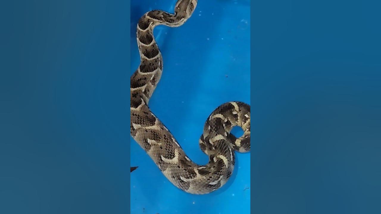 listen-to-me-roar-puff-adder-fastest-striking-snake-youtube