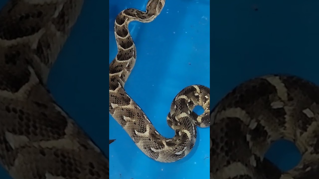 Listen To Me Roar Puff Adder Fastest Striking Snake YouTube listen-to-me-roar-puff-adder-fastest-striking-snake-youtube