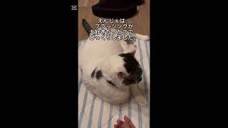 虹の橋から癒し旅🐈🐾92日目#ペットロス #ペットロスカウンセラー #保護猫