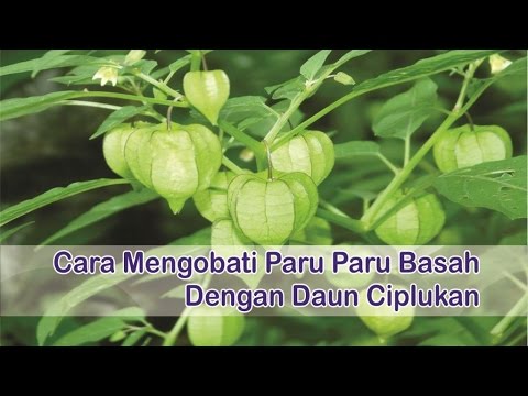  Obat Herbal Paru  Paru  Basah Cara  Mengobati  Paru  Paru  