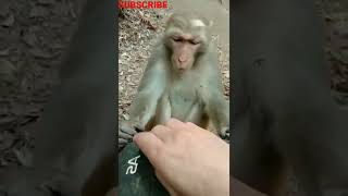 monkey playing game with man zip-zap ,#shorts  😀😀 screenshot 2