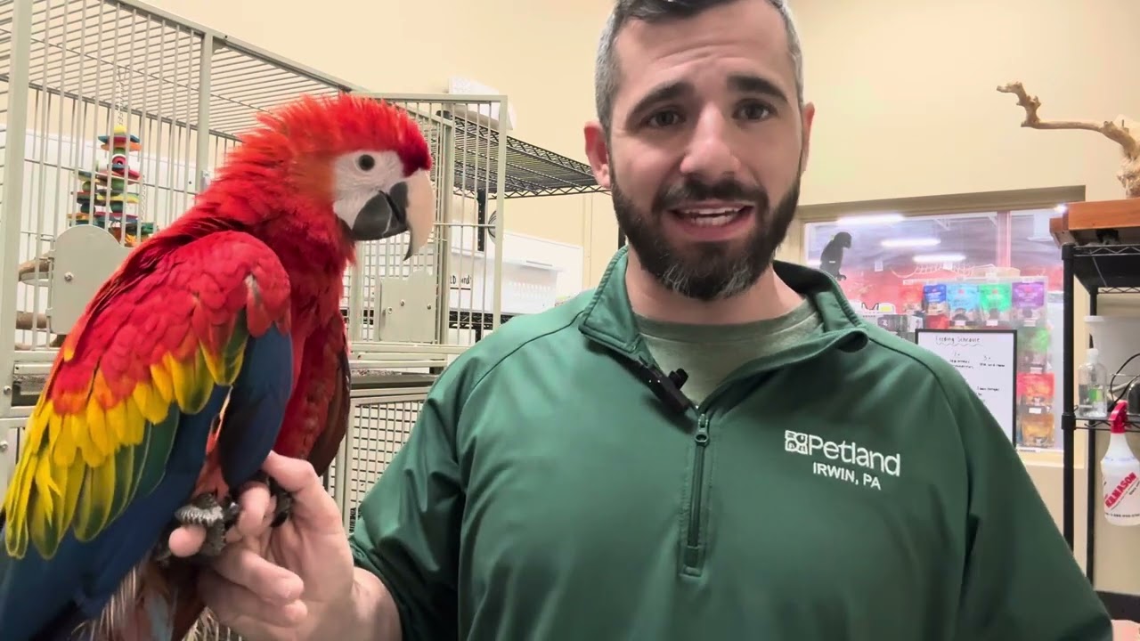 Meet The Stunning Scarlet Macaw!