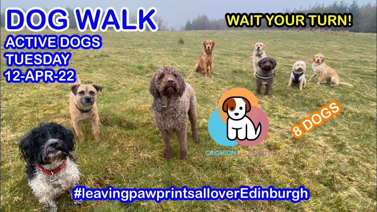 Wait your turn! 💙🧡❤️ Dog Walk - Active Dog Adventure 