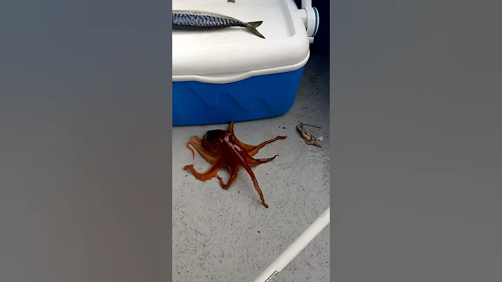 Octopus 1