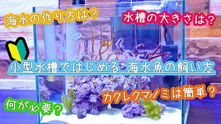 【初心者向け】小型水槽ではじめる海水魚の飼い方【誰でも簡単飼育】