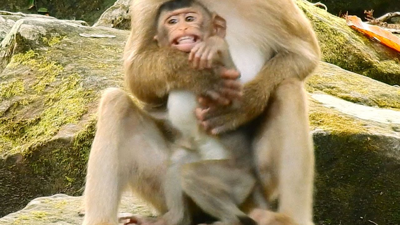 REX Furious With ROSE, Mom Hugging &Pressure Firmly, Baby REX So Loudly,Very angr y with Mom