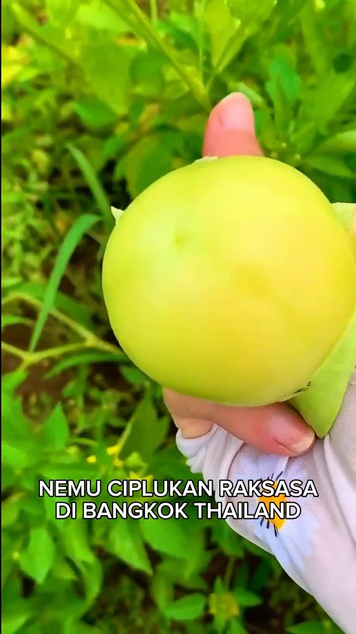 AKHIRNYA‼️ NEMU CIPLUKAN RAKSASA DI THAILAND