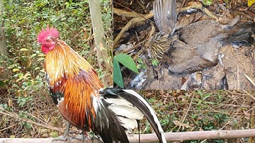 hnub no hmoov phem qaib pom kuv lawm/15/12/2025