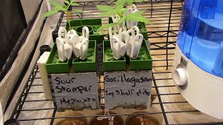 S14:E1 Vlog style cannabis grow, featuring autoflowers exclusively. /Cheers👽💚🛸
