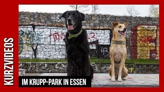 Im Krupp-Park In Essen