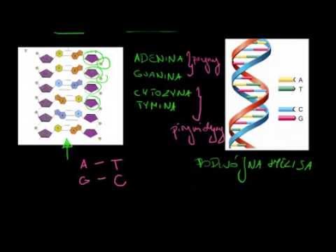 Wideo: Dlaczego puryny łączą się z pirymidynami w drabince DNA?