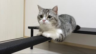 猫はバランス感覚がすごいらしいので試してみたらこうなったw