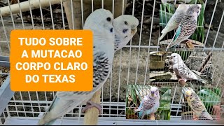 Como reproduzir a mutação Corpo Claro do Texas?