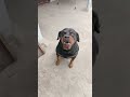 judo#rottweiler #dogloversdog #rottweiler