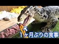 【復活】コンディションの上がってきたテン君に1ヶ月ぶりに餌を与えてみた!【高級馬刺し】